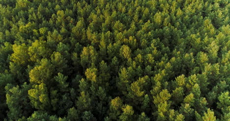 Vista-Aérea-De-Bosques-Forestales-1