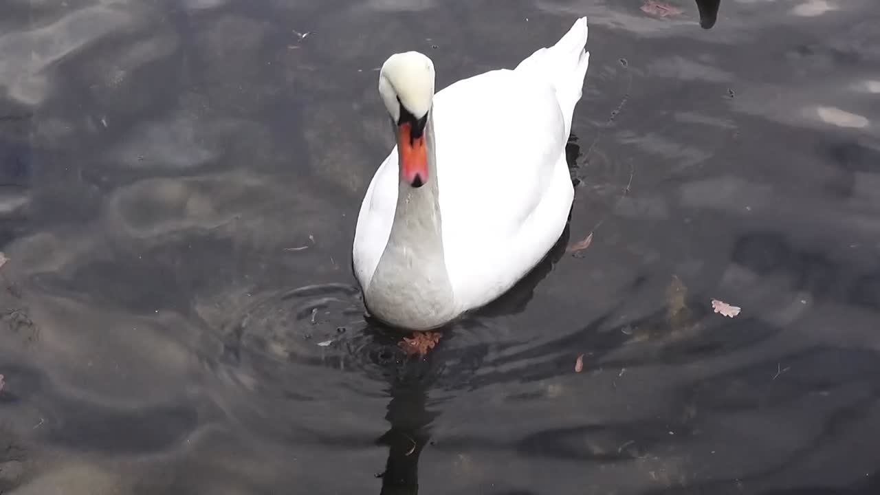 primer plano en un cisne blanco 9 segundos 50 fps hd00322