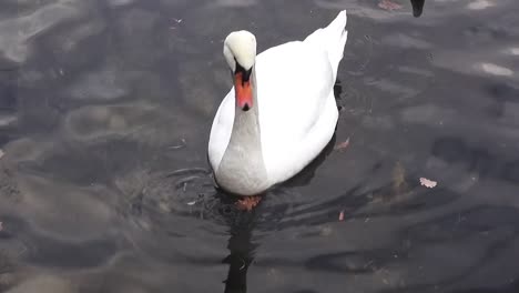 close up on a white swan 9 secs 50 fps hd00322