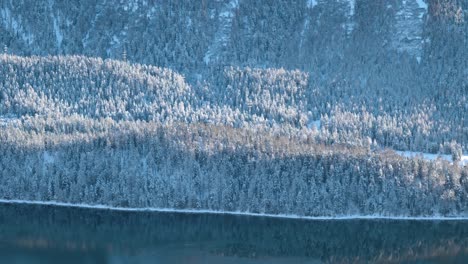 vista detallada de los árboles, el bosque y el lago durante el invierno en st