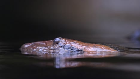 green anaconda head emerges from the water- closeup shot-1