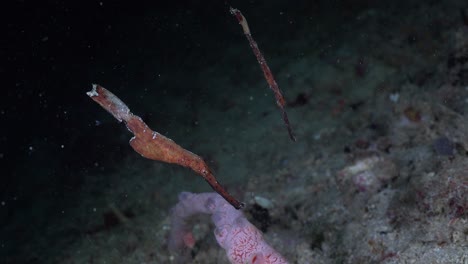 Two-brown-robust-ghost-pipefishes-on-sandy-coral-reef-in-the-Philippines