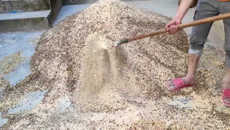 close-up shot of a successful man farmer mixing crushed ingredients for preparing domestic animal feed with a shovel on a cattle farm-2