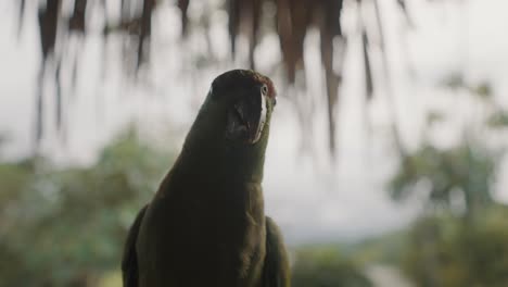 Festive-Amazon-Parrot-Bird-In-Amazonian-Rainforest-In-Ecuador