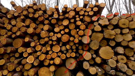 troncos de madera apilados, secuelas de la industria maderera comercial