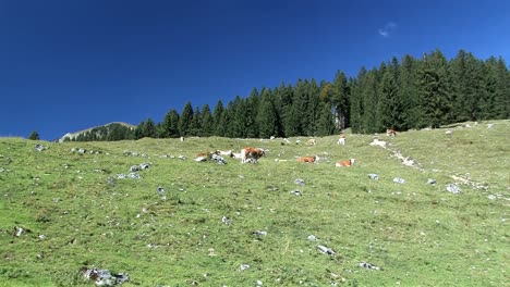 toma panorámica de pastos de montaña con vacas en los alpes bávaros cerca de sudelfeld, alemania