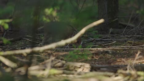 wild boar piglets in the forest