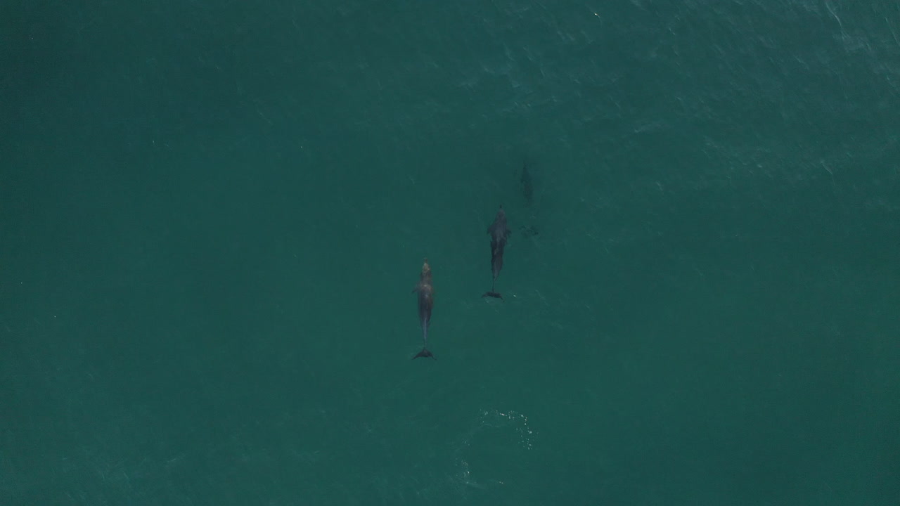 toma de un dron de 4k de un grupo de hermosos delfines en el mar azul turquesa de byron bay, australia