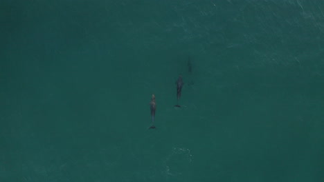 Toma-De-Un-Dron-De-4k-De-Un-Grupo-De-Hermosos-Delfines-En-El-Mar-Azul-Turquesa-De-Byron-Bay,-Australia