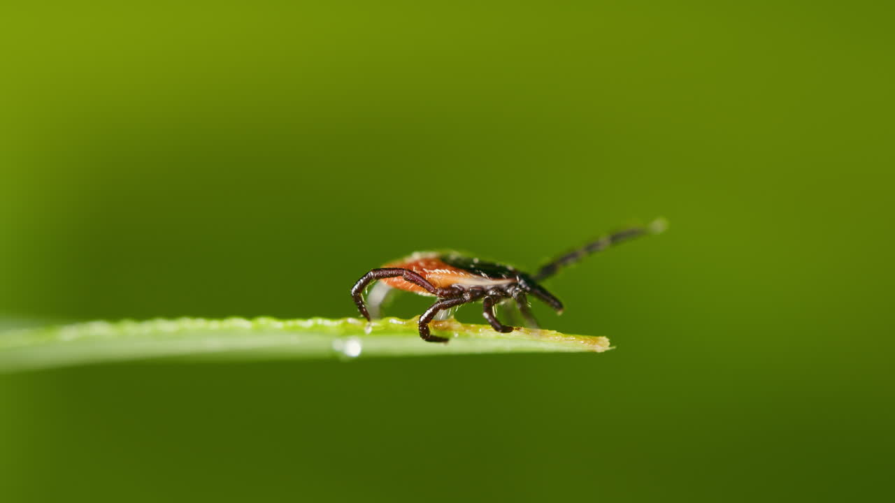 Castor bean tick (Ixodes ricinus) on tip of plant leaf in summer in Scotland. Macro view of adult female arthropod.