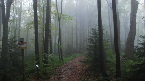 Cinematic-Aerial-Shot-Of-Rain-Forest-In-Central-Europe