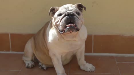 Bulldogge-02