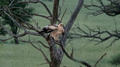 a beautiful tawny eagle, ruffling its feathers, sitting in a dead tree, in the kalahari national park of south africa, after the rains.