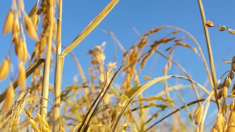 golden rice crop plants against blue sky on sunny day, close up view