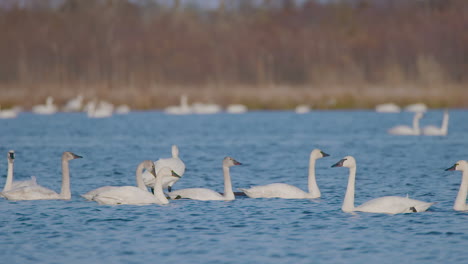 Tundra-Schwan-Im-östlichen-Teil-Von-North-Carolina