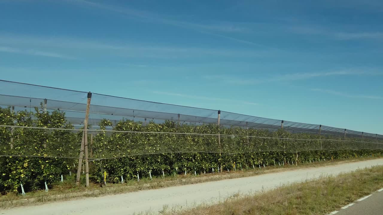 Hectares of apple trees under a blue sky protected and covered in ripe apples in Spain