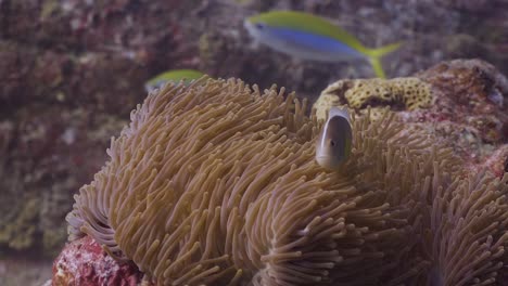 Pink-Skunk-Clownfish-Wide-Shot-Nadando-Alrededor-De-Su-Hogar-De-Anémona-En-El-Arrecife-En-Phuket,-Tailandia