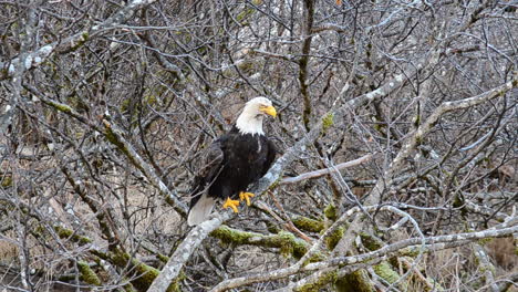 Ein-Einsamer-Weißkopfseeadler-Sucht-Zwischen-Den-Dichten-Erlen-Auf-Kodiak-Island,-Alaska,-Nach-Nahrung