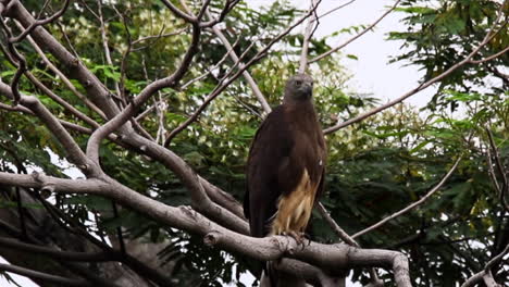 águila pescadora de cabeza gey en la rama de un árbol