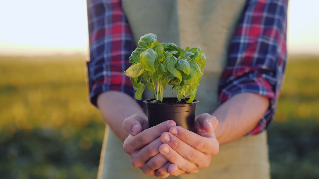 A Man Farmer Is Holding A Pot Of A Basil Plant In His Hands Fresh Spice Concept