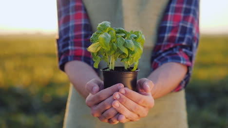 A-Man-Farmer-Is-Holding-A-Pot-Of-A-Basil-Plant-In-His-Hands-Fresh-Spice-Concept