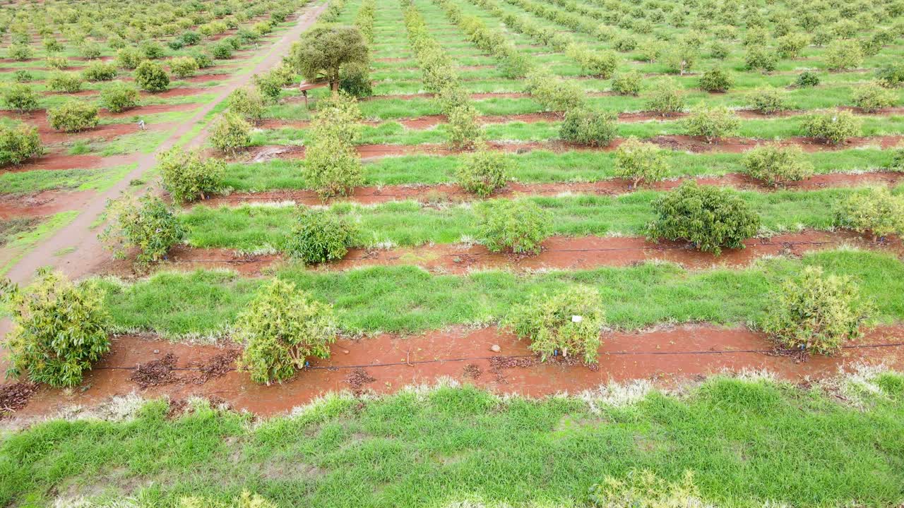 스마트 농업 기술 - 케냐 아보카도 농장의 공중 드론 보기