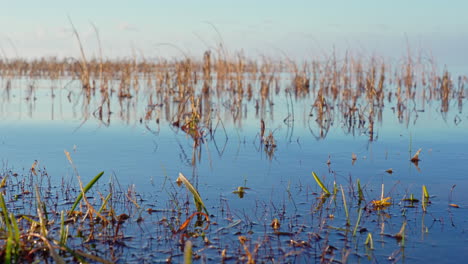 Close-up-shot-of-a-flooded-field-with-dead-crop