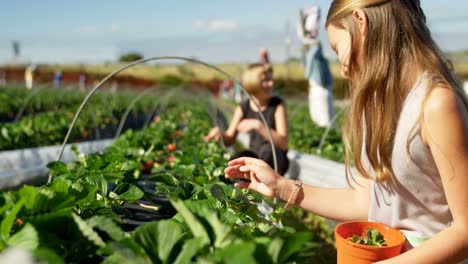 chicas recogiendo fresas en la granja 4k
