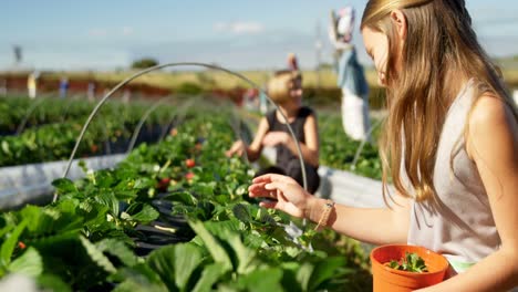 girls picking strawberries in the farm 4k