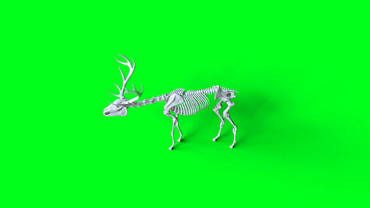 Skelet-hjorteanimation på grøn skærm. Isoleret. Realistisk 4k-animation.