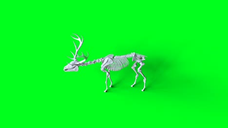 skeleton deer animation on green screen. isolate. realistic 4k animation.