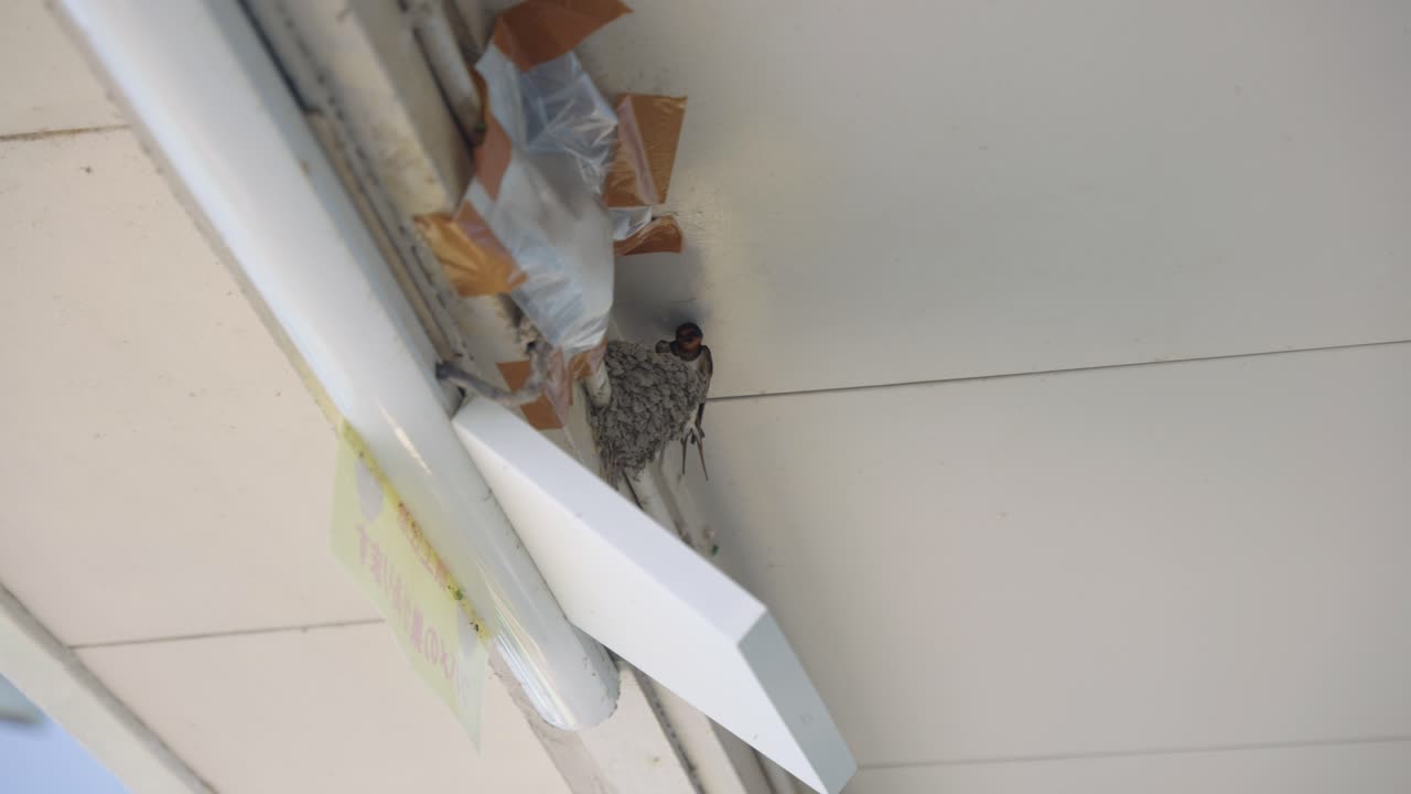 Swallow's Nest Built in a Light Fixture