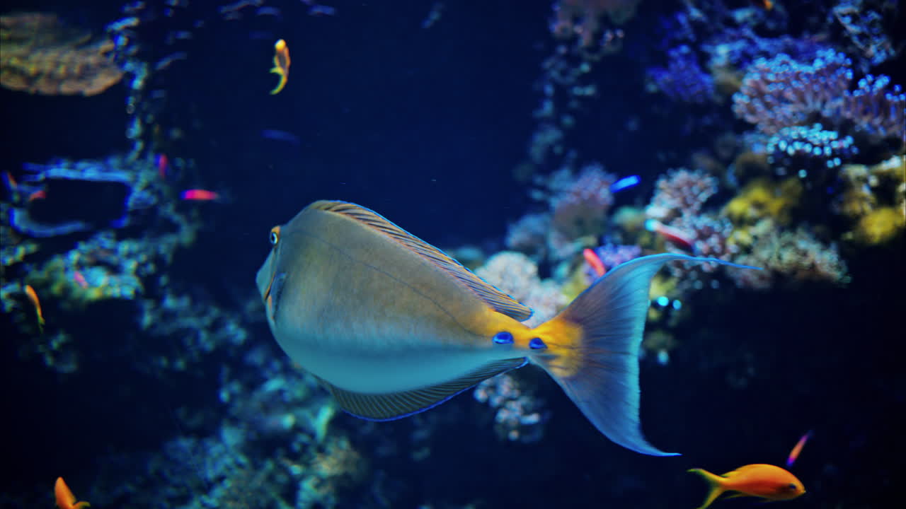 Close up of a yellowfin surgeonfish swimming near coral reefs