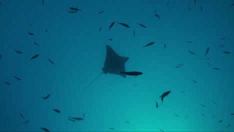 Eagle-Ray-silhouette