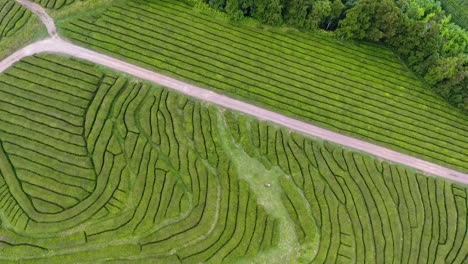 la única plantación de té en europa