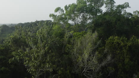 Üppiger-Regenwald-Mit-Hügeln-Und-Bergen-Im-Naturschutzgebiet-Des-Nationalparks-Los-Haitises-In-Samana,-Dominikanische-Republik