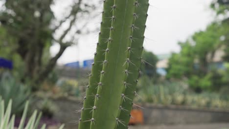 close up of lady of the night cactus (cereus hexagonus)