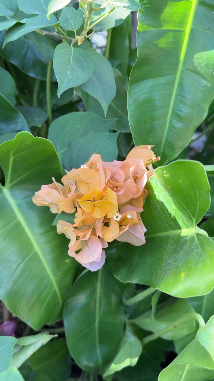 Primo piano di vivaci fiori di bougainvillea color pesca in un giardino.