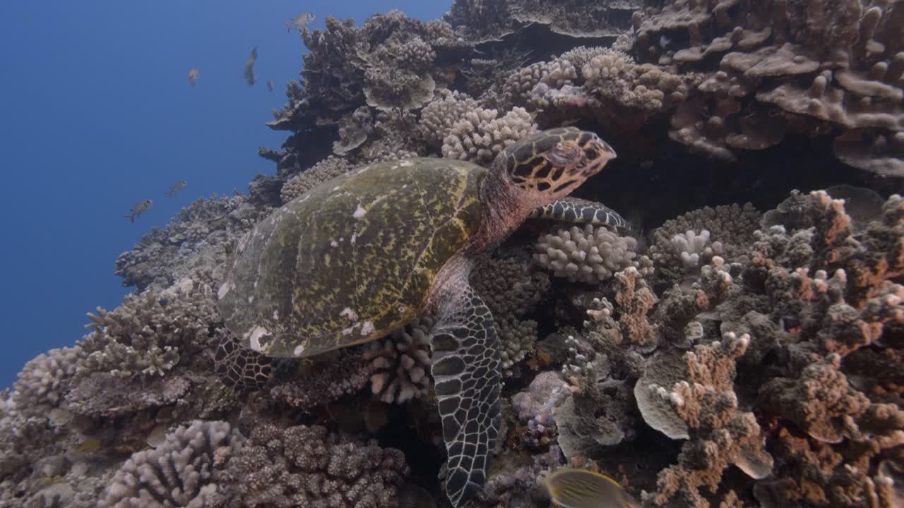 Hawksbill turtle feeds on a tropical coral reef in clear blue water at the island of Tahiti, French Polynesia, south pacific