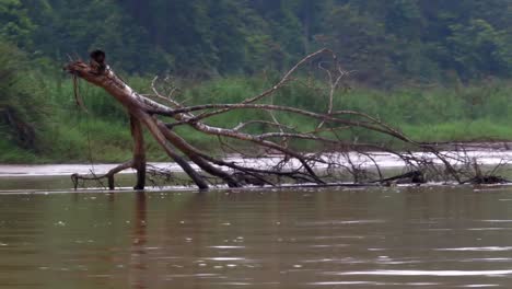 malaysia borneo sabah rainforest boat river tree