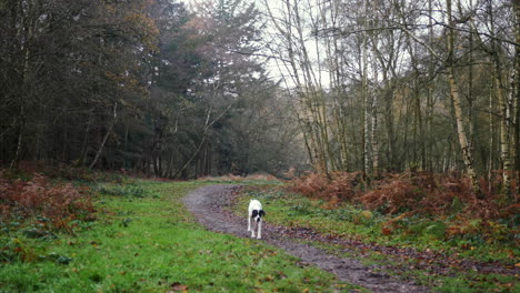 a dog all alone with no people around, walking along a countryside trail in the woods. low angle gimbal shot