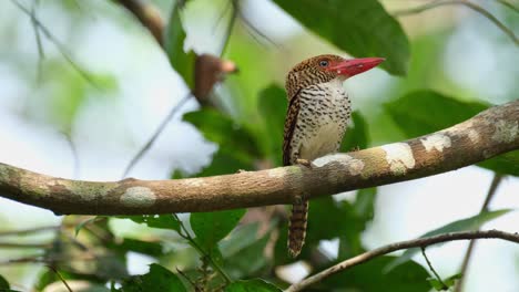 mirando hacia la derecha mientras está en una rama pensando en su futuro, martín pescador anillado lacedo pulchella, hembra, parque nacional kaeng krachan, tailandia