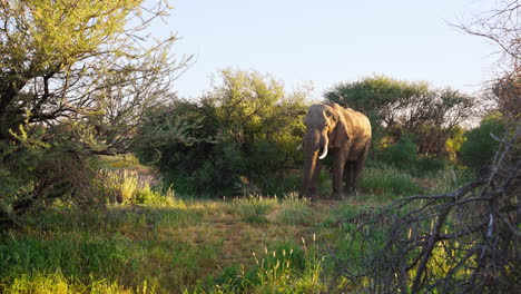 elephant in the african savannah