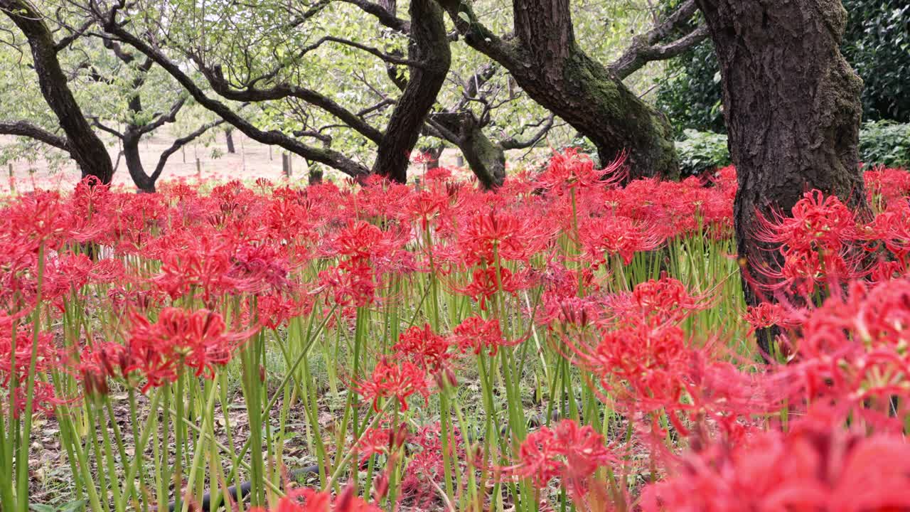 ⁇ 은 아름다운 클러스터 아마릴리스 클러스터