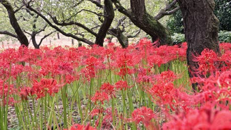 Rojo-Hermoso-Racimo-Amaryllis-Grupo