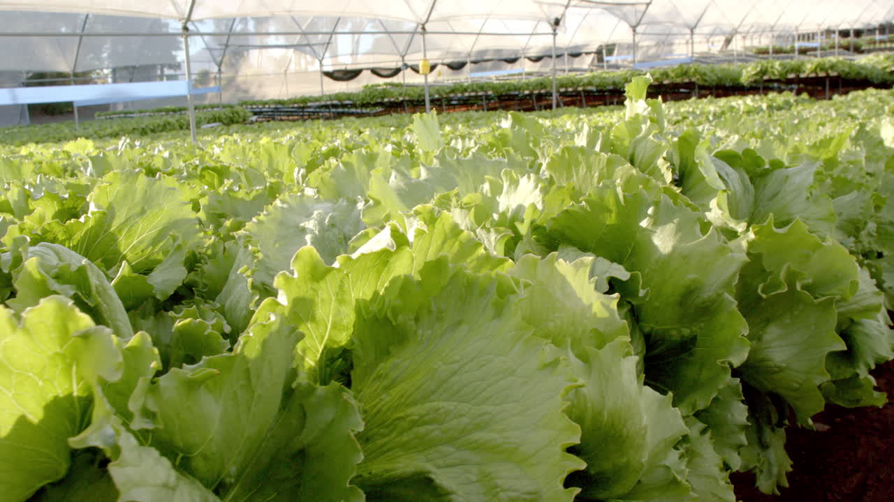 Growing lettuce in hydroponic farm greenhouse, showcasing sustainable agriculture, copy space