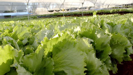 growing lettuce in hydroponic farm greenhouse, showcasing sustainable agriculture, copy space