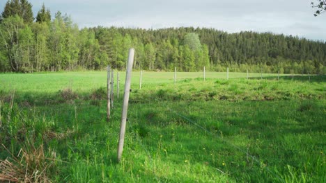 campo verde exuberante con bosque de pinos en el fondo