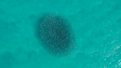 a large group of schooling fish swimming in the same direction creating a circle pattern