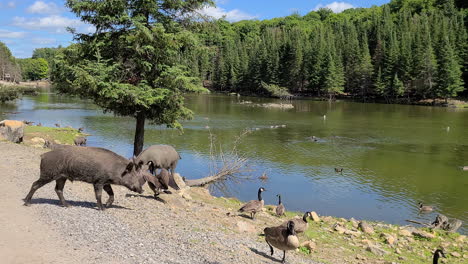 maiali e anatre accanto alla riva del fiume sul sole in quebec, canada